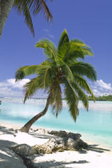 Tropical Dream Beach Paradise of the South Pacific