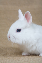 white bunny