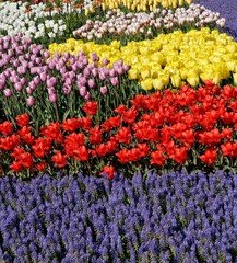 Tulip Garden