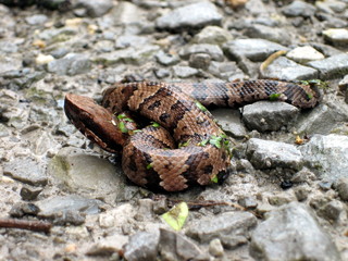 Western Cottonmouth (Agkistrodon piscivorus leucostoma)