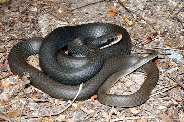 Southern Black Racer (Coluber constrictor priapus)