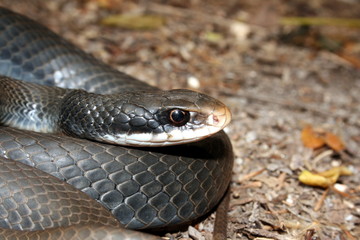 Southern Black Racer (Coluber constrictor priapus)