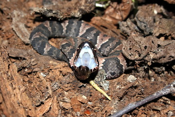 Western Cottonmouth (Agkistrodon piscivorus leucostoma)
