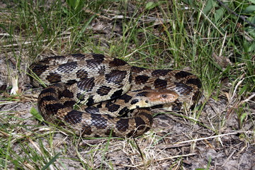 Western Fox Snake (Pantherophis vulpinus)