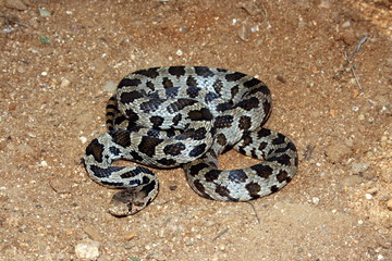 Western Fox Snake (Pantherophis vulpinus)