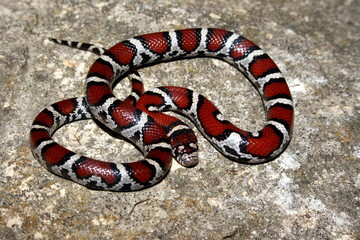 Naklejka premium Red Milk Snake (Lampropeltis triangulum syspila)