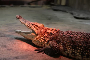 Tableaux ronds sur aluminium brossé Crocodile crocodile warming at the zoo