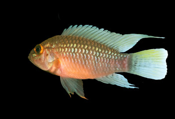 Apistogramma sp. Nanay isolated over black background