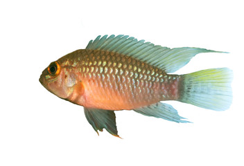 Apistogramma sp. Nanay isolated over white background