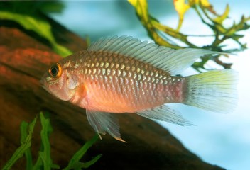 Identification picture for the Apistogramma sp. Nanay