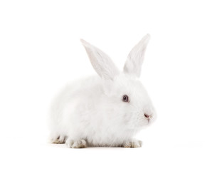 The rabbit with a white background