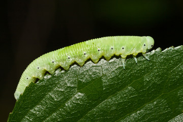 caterpillar on green leaf