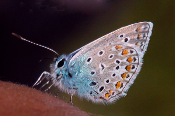 plebejus idas blue