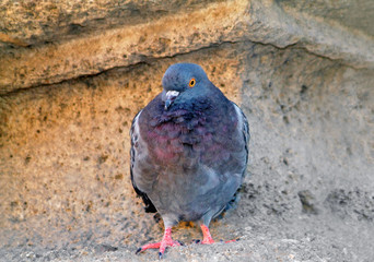 Taube © refresh(PIX)