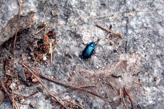 chrysochus cobaltinus