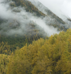 Fototapeta na wymiar fall colors landscape in Chugach mountains, Alaska