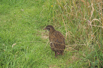 neuseeländischer vogel