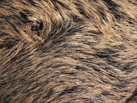 Wildschweinfell