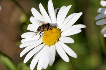 Marguerite