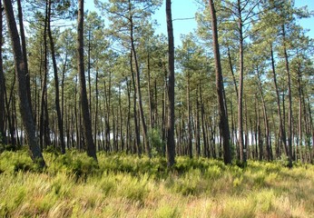 forêt landaise 2