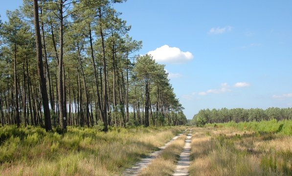 for&ecirc;t landaise 1