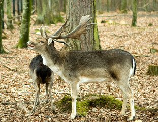 Fallow deers in the forrest