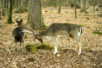 Fallow deers in the forrest