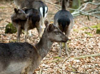 Female fallow deer in Germany