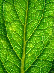 Green leaf