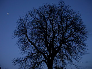 arbre nuit