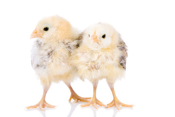 Adorable little two week old chickens