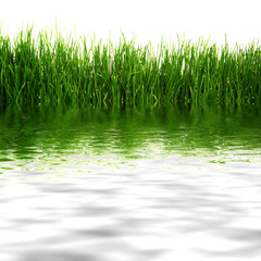 Obraz premium flore aquatique