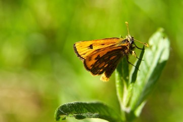 Fototapeta na wymiar macro spring butterfly