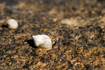 Fototapeta na wymiar A small snail resting on a rock in it's shell