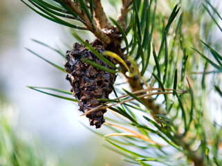 Pine cone hanging on a balsam tree