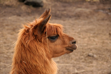 cute brown baby lama standing in profile