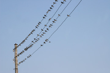 birds perched on powerline