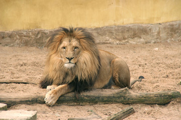 posing lion smiling at camera