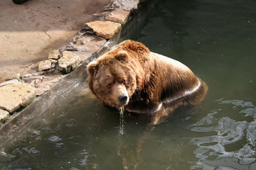 brown bear in water looking to the side