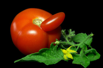 Abstrakte Tomate mit Blatt und Blüte