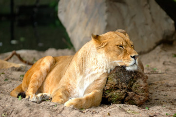 Obraz na płótnie Canvas lioness sleeping and resting after the hunting on the beam