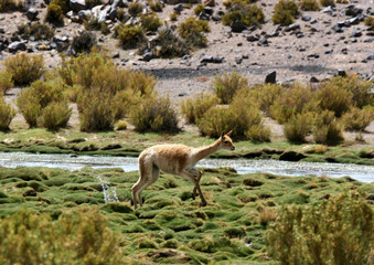 Vigogne au bord d'un rio