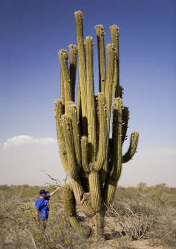 Cactus cierge g&eacute;ant