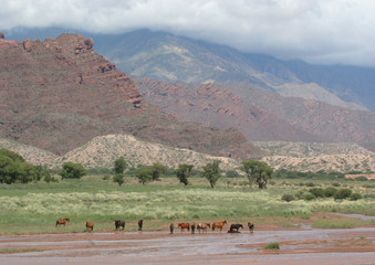 Cheveaux sauvages dans les andes