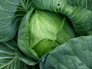 Cabbage head