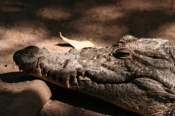 Tableaux ronds sur aluminium Crocodile Tête d& 39 un crocodile sacré en Gambie