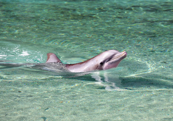 Obraz premium Close-up of a Bottle Nosed Dolphin swimming