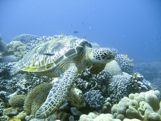 green sea turtle in a tropical coral reef scuba diving adventure