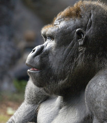 Profile portrait of a gorilla, taken at Loro Parque, Tenerife