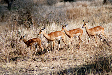 Gazzelle di Grant al pascolo. Tanzania 